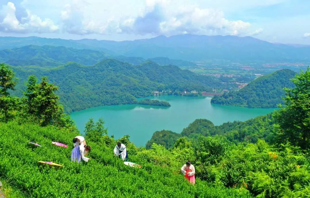 Shengzhou, Zhejiang Province: Enriching Farmers With Tea Through Leaves