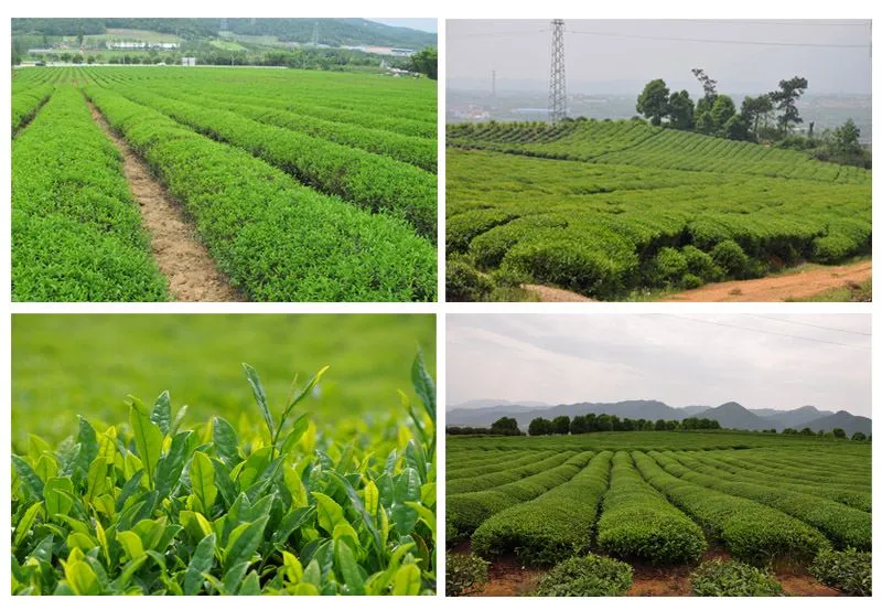 How Much Tea Should I Drink Every Day? What Should You Pay Attention To When ...