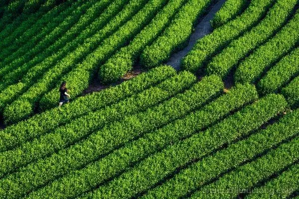 Heavy! Tea Industry Policies Of China And 31 Provinces And Cities in 2022