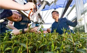 The Tea Base in Shengzhou Uses Robots To Pick Tea