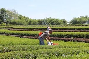 Low Dust, Perfect For Long Boiling Durable Chunmee Leaves suppliers