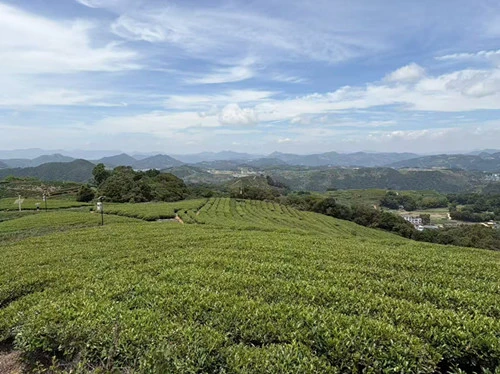 What Is Chinese Chunmee Green Tea? Taste, Appearance and Brewing Guide
