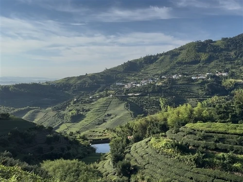 Morocco: The World's Largest Importer of Chinese Green Tea Morocco: The World's Largest Importer of Chinese Green Tea