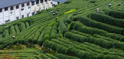 Types of Green Tea