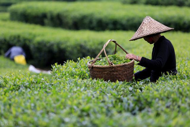 The function of tea stem.jpg The function of tea stem.jpg