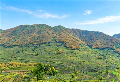 Houtu Tea — Dedicated Exclusively To The Tea Industry, Committed To Superior Tea Quality.