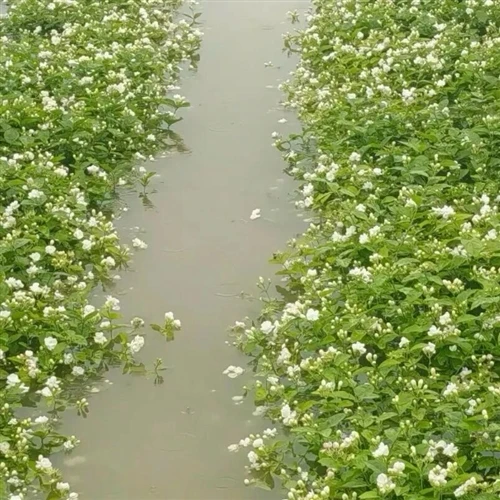 The World Capital Of Jasmine Flowers Hit By Severe Floods