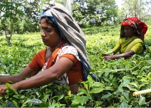 Sri Lanka's Tea Exports Decline in January–June