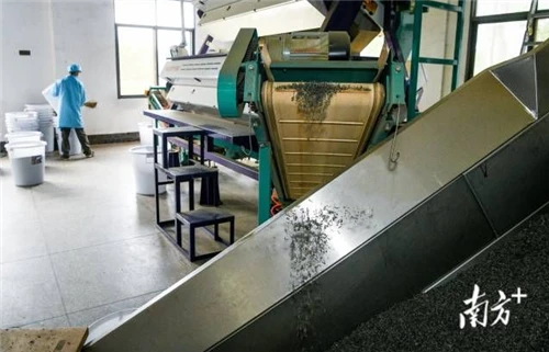 Domestic Gunpowder And Chunmee Tea Processing Plants Upgrade To Intelligent Color-Sorting Lines, ...