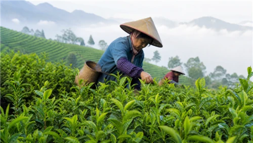 Volume Down, Value Up, Average Unit Price +7.4%! Official China Tea Export Data For The First Thr...