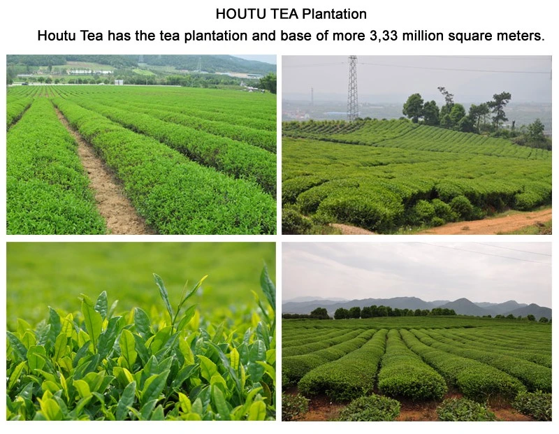 houtu tea plant.jpg houtu tea plant.jpg